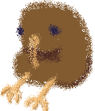 kiwi bird
