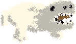 white lizard